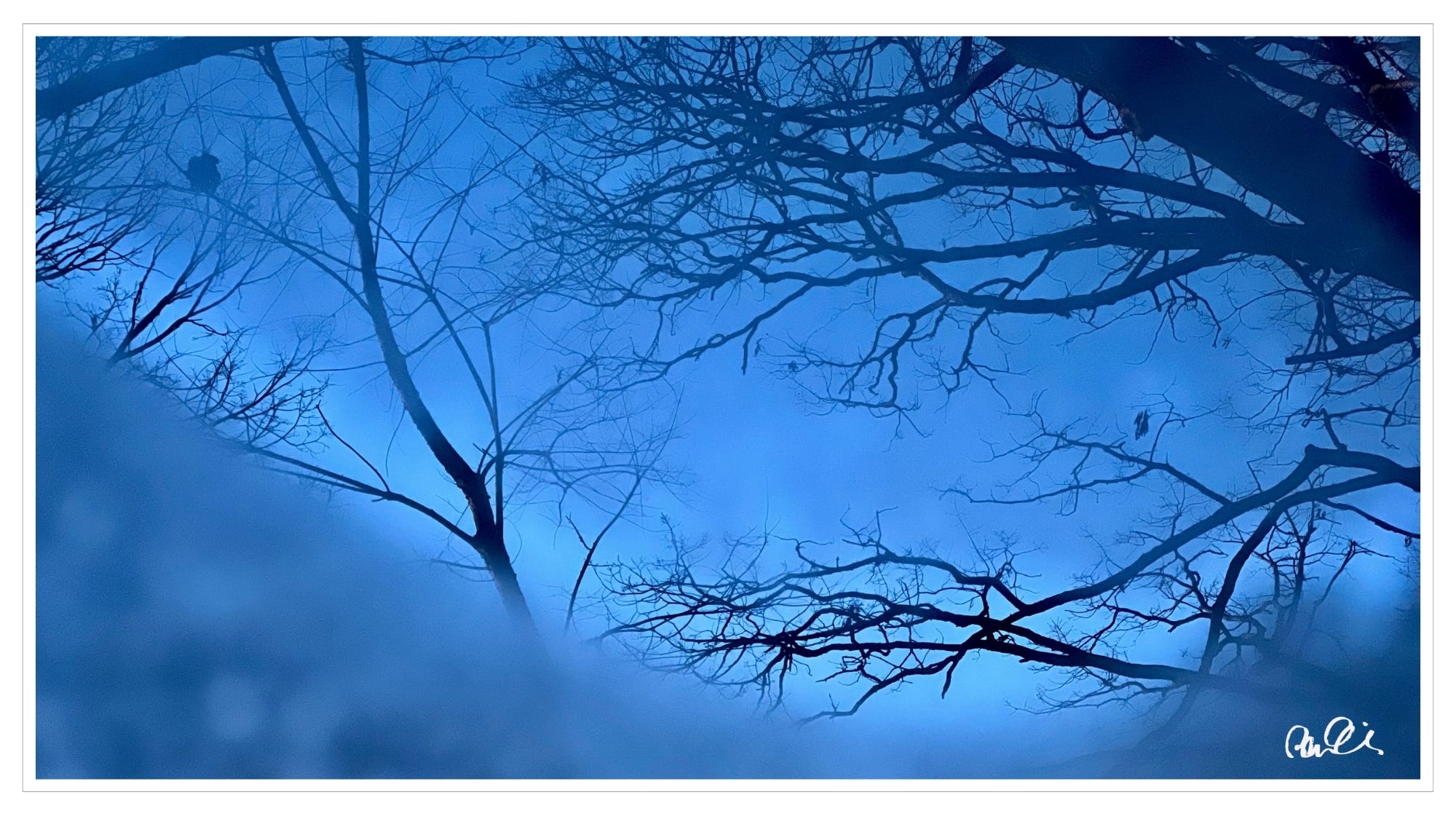 Blue light of dawn, scattered limbs through frost covered window