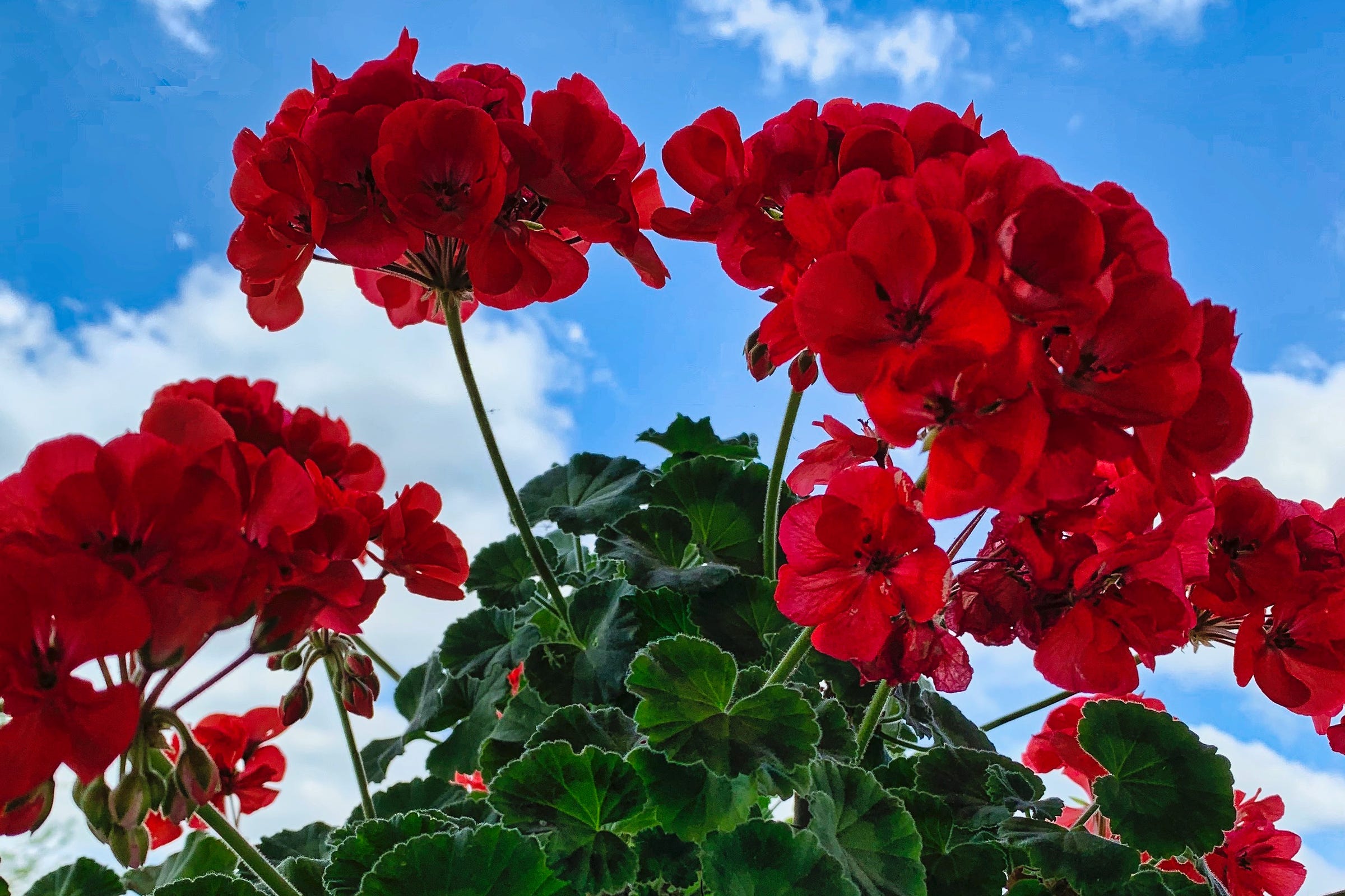 Red geraniums against a bright blue sky with white clouds