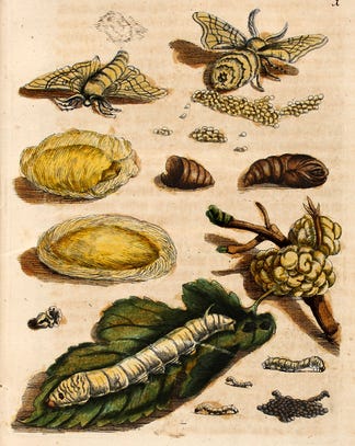 Stages of silkworm development from old illustration, from egg to coccoon