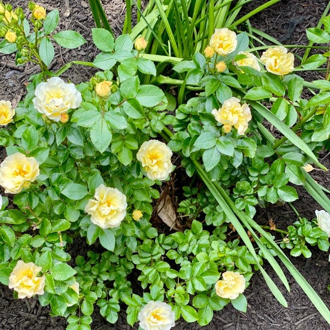 Yellow Drift Roses Surrounded by vibrant green leaves in Late Summer, My Forever Son, Resilience Is Living in the Glare of My Son's Suicide