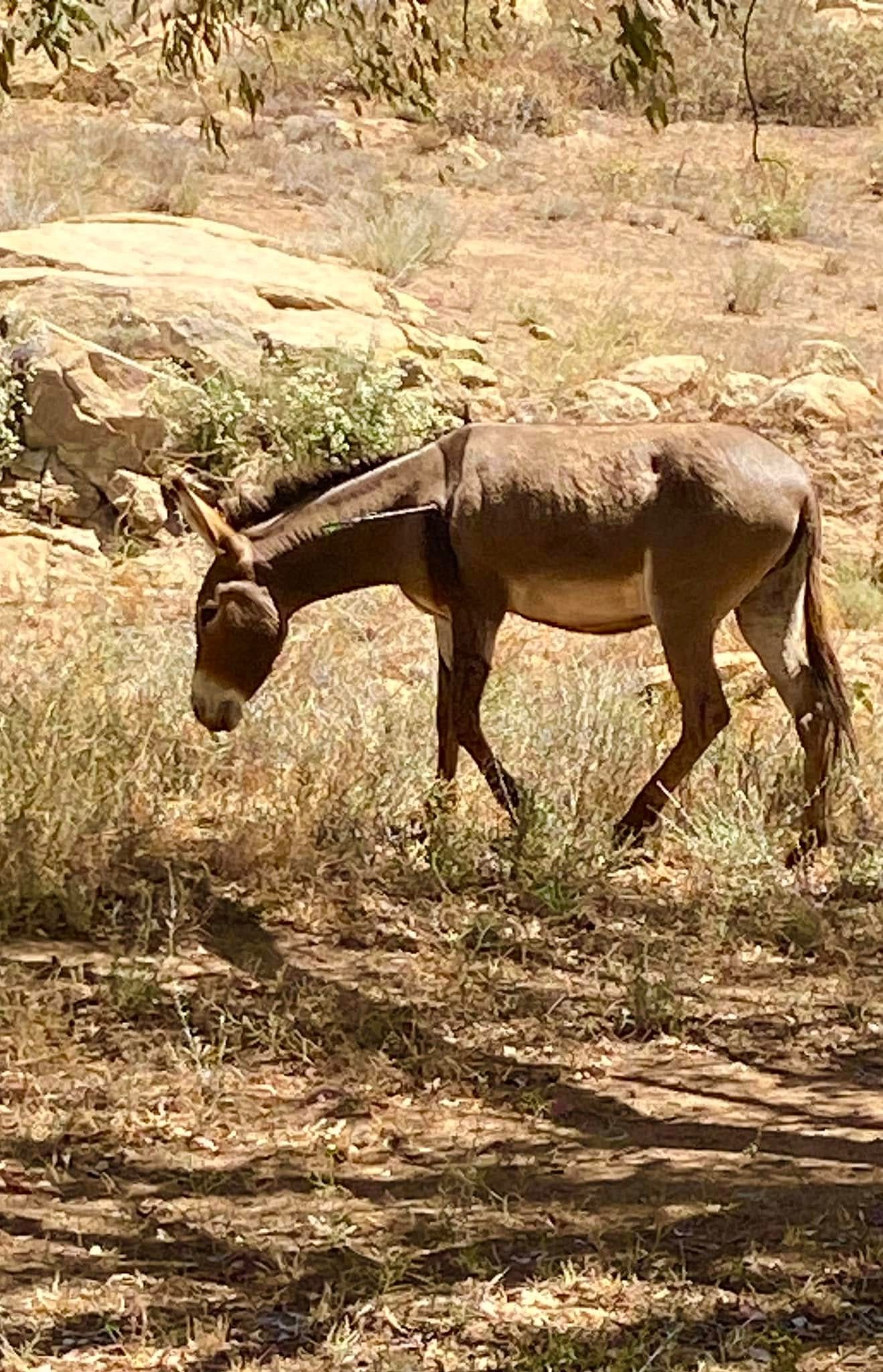 May be an image of animal