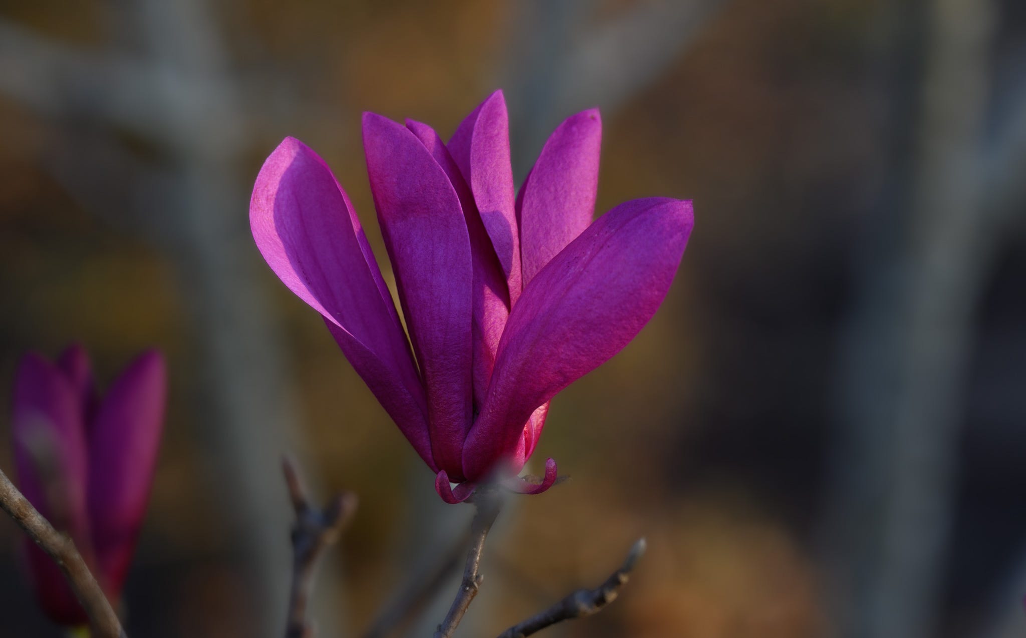 A single dark pink magnolia blossom with the branches and other blooms  blurred in the background