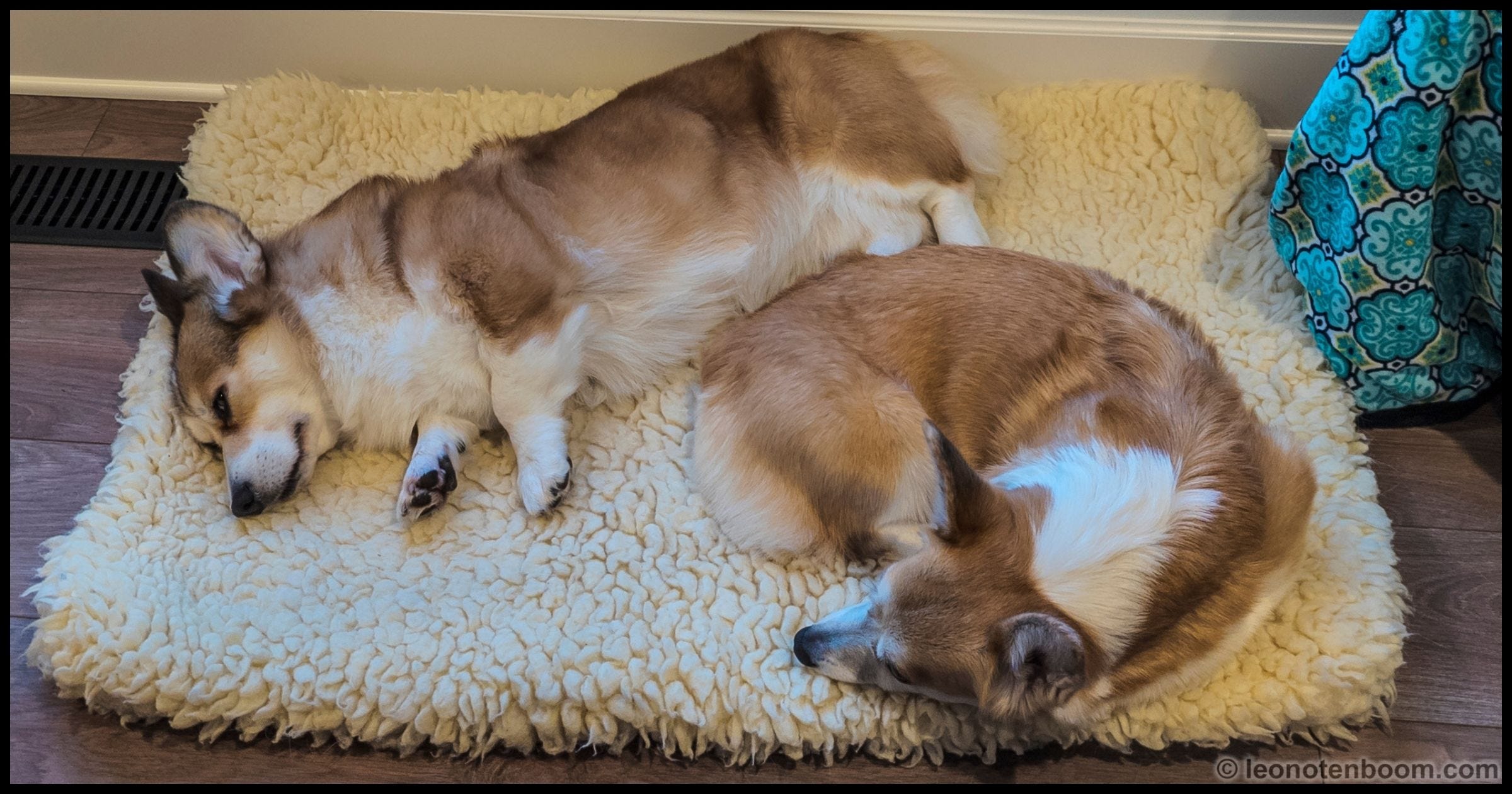 Two sleeping Corgis.