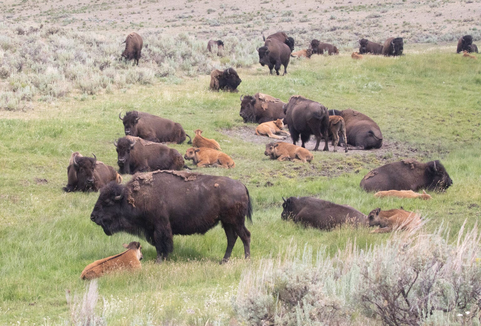 Bison cow/calf herd in Lamar Valley (NPS/Diane Renkin)