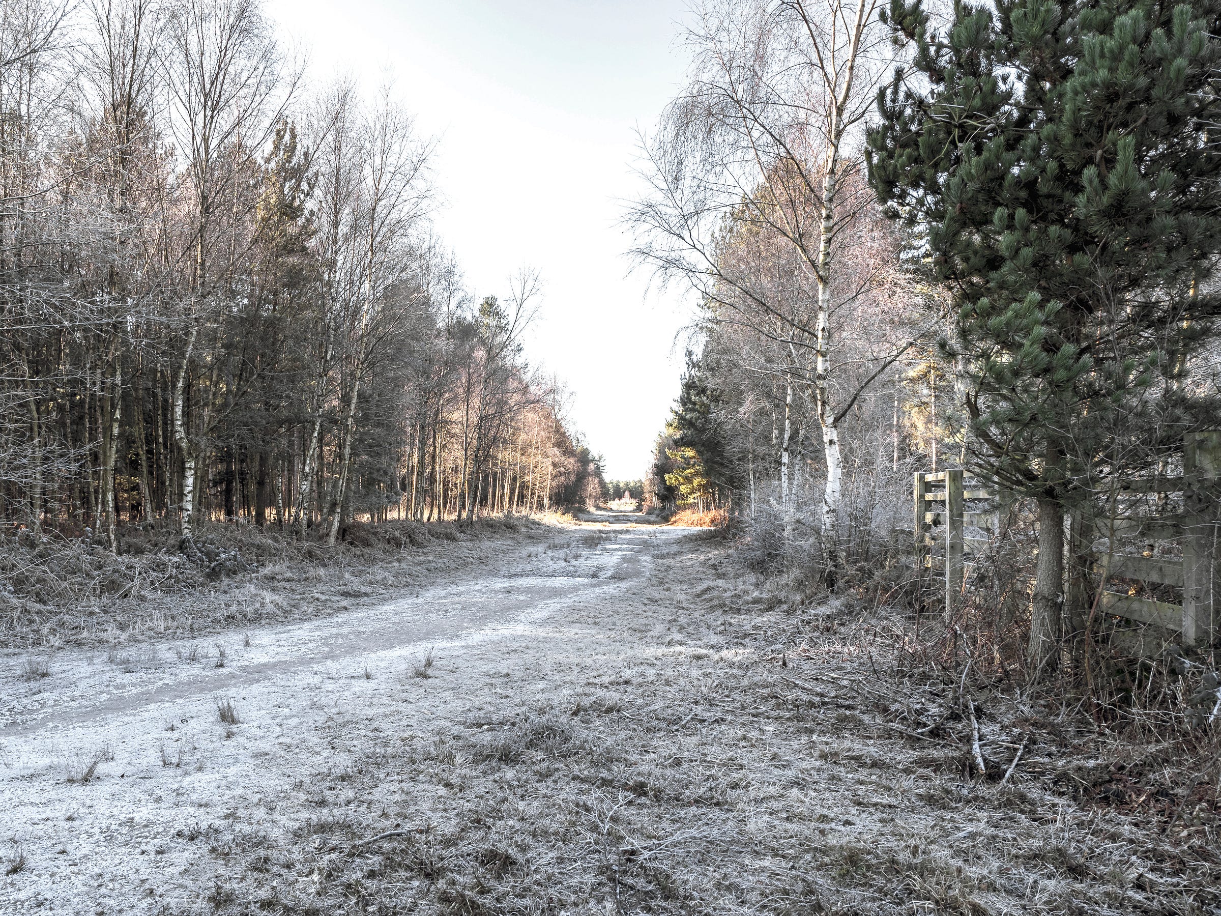 Trail through a wood in winter with bare silver birch trees and pine trees.  There is a light covering of snow on the ground.