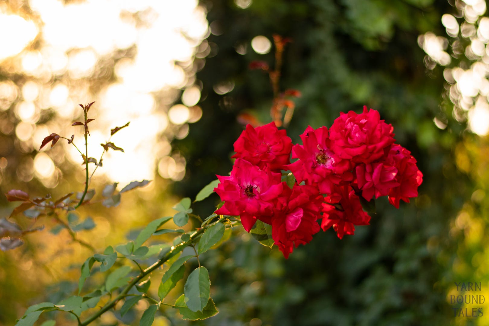 An autumnal photo, with some nice bokeh effect, showing a red rose, slightly past its prime.