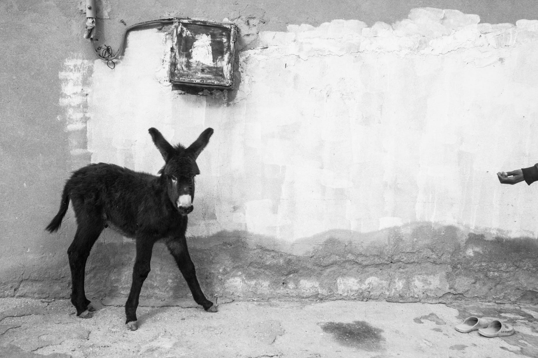 © Zied Ben Romdhane