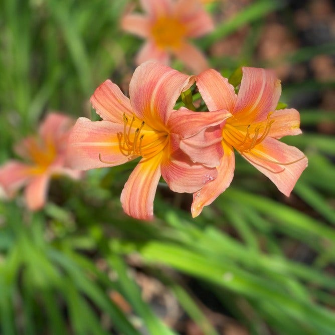 peach daylillies