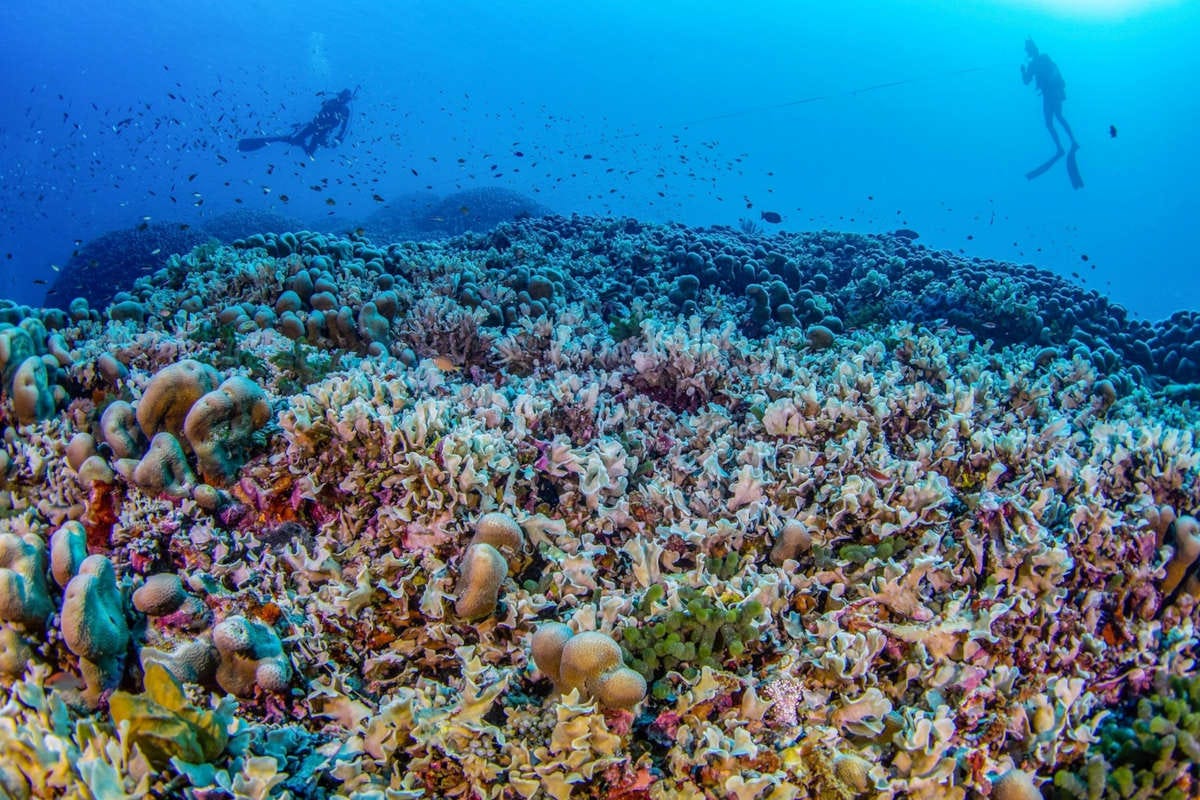 imagen del coral más grande del mundo, lleno de vida y colores