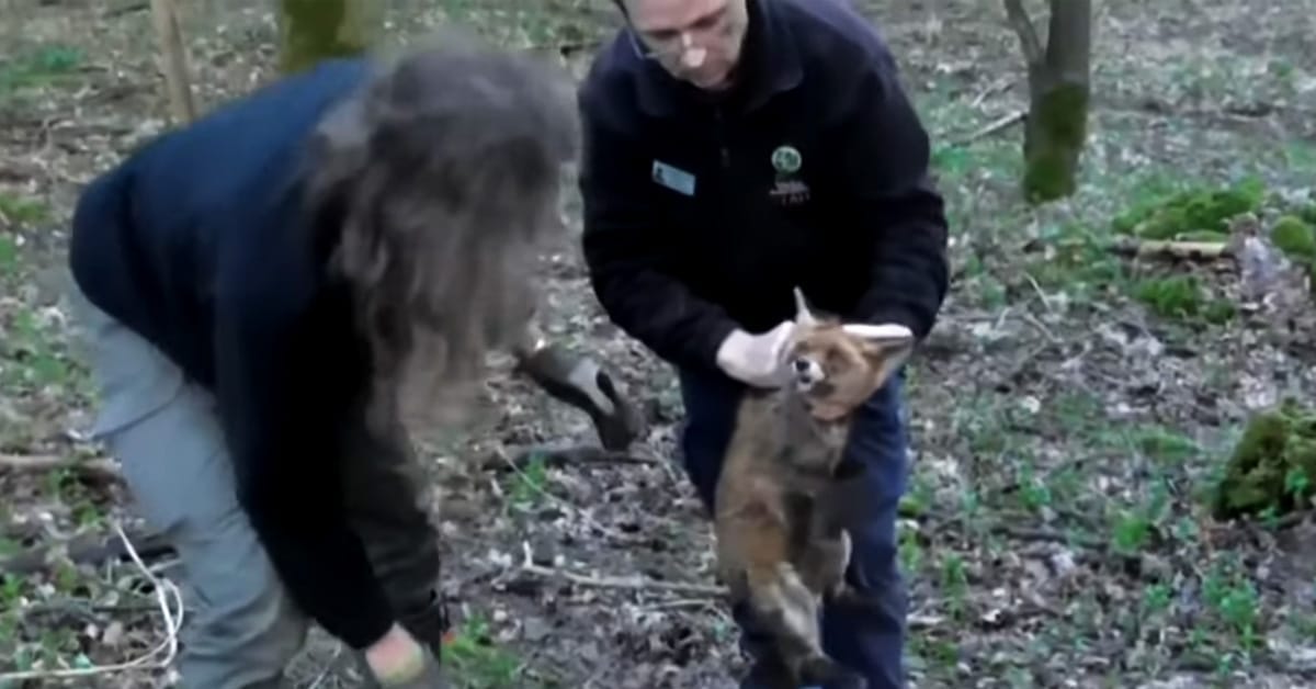 Two members of Cirencester Illegal Hunt Watch hold up a fox who'd been found in a bag inside an artificial earth during a meet of the Cotswold Hunt