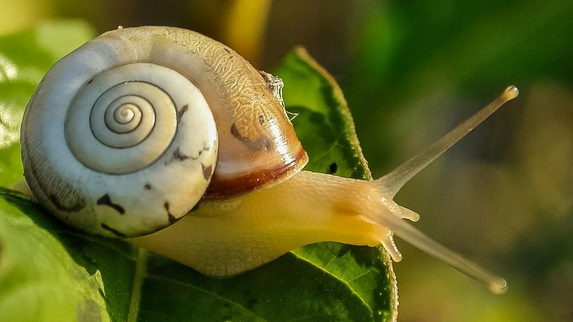 Snail on a leaf