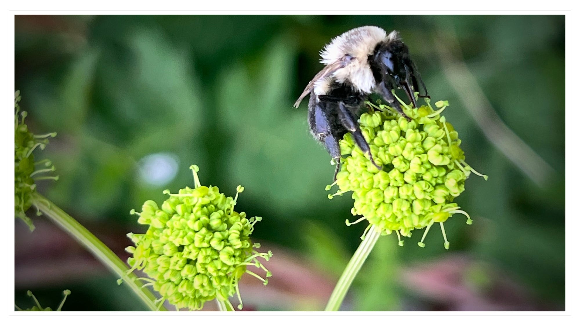 macro image, bee suckling nectar from green flower