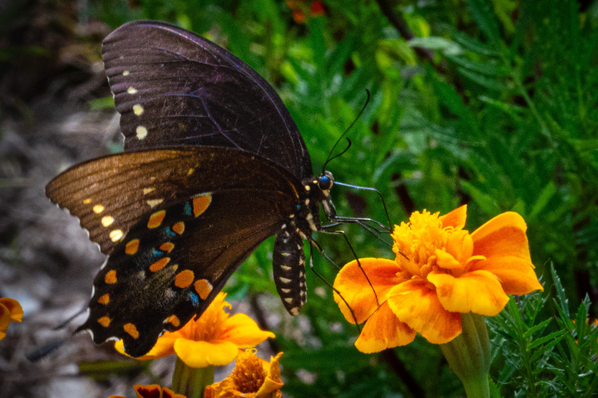 A Swallow Tail butterfly on a orange French marigold