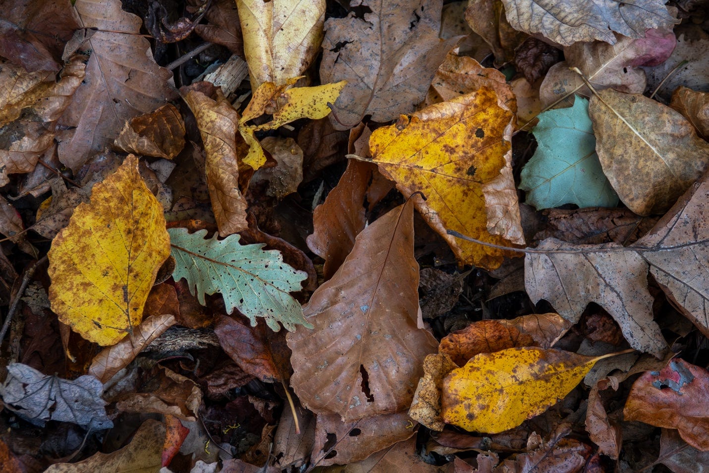 A pile of leaves on the ground

Description automatically generated