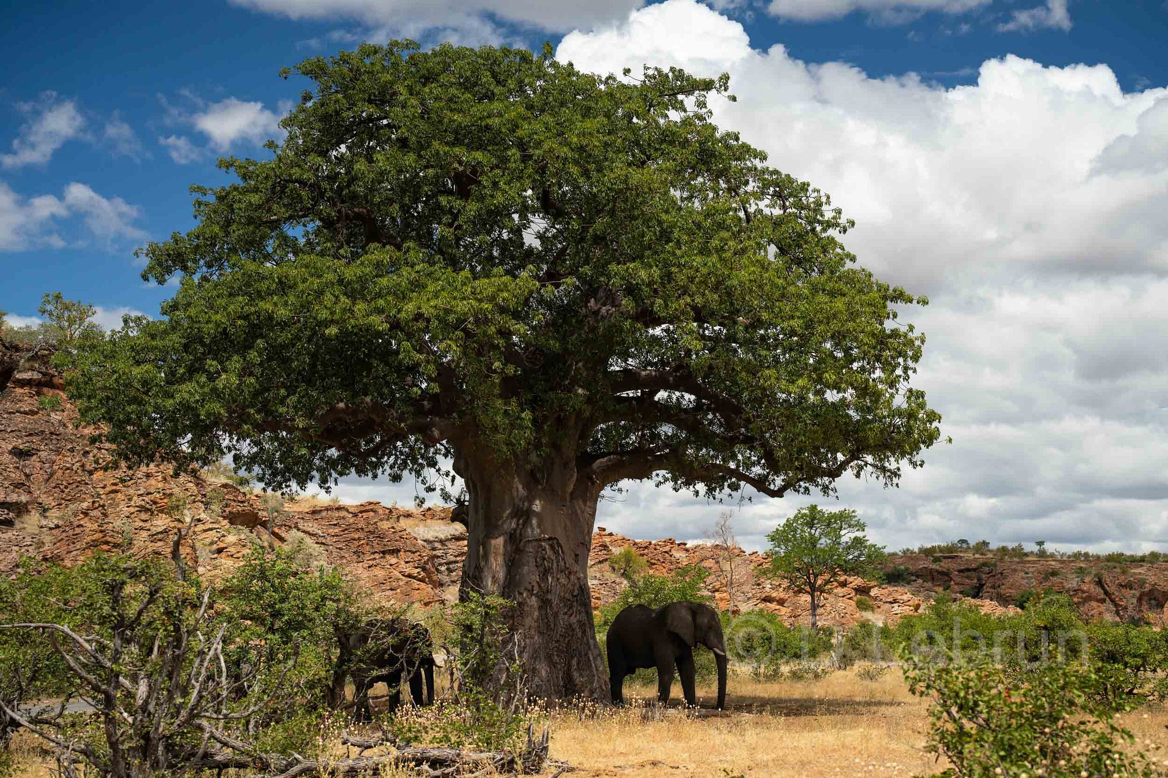 Les magnifiques paysages des parcs nationaux comme celui de Mapungubwe, avec ses éléphants et ses baobabs, ne sont accessibles qu'aux personnes qui ont les moyens de payer, Afrique du Sud, 2024 (photo/Dorothee Lebrun).