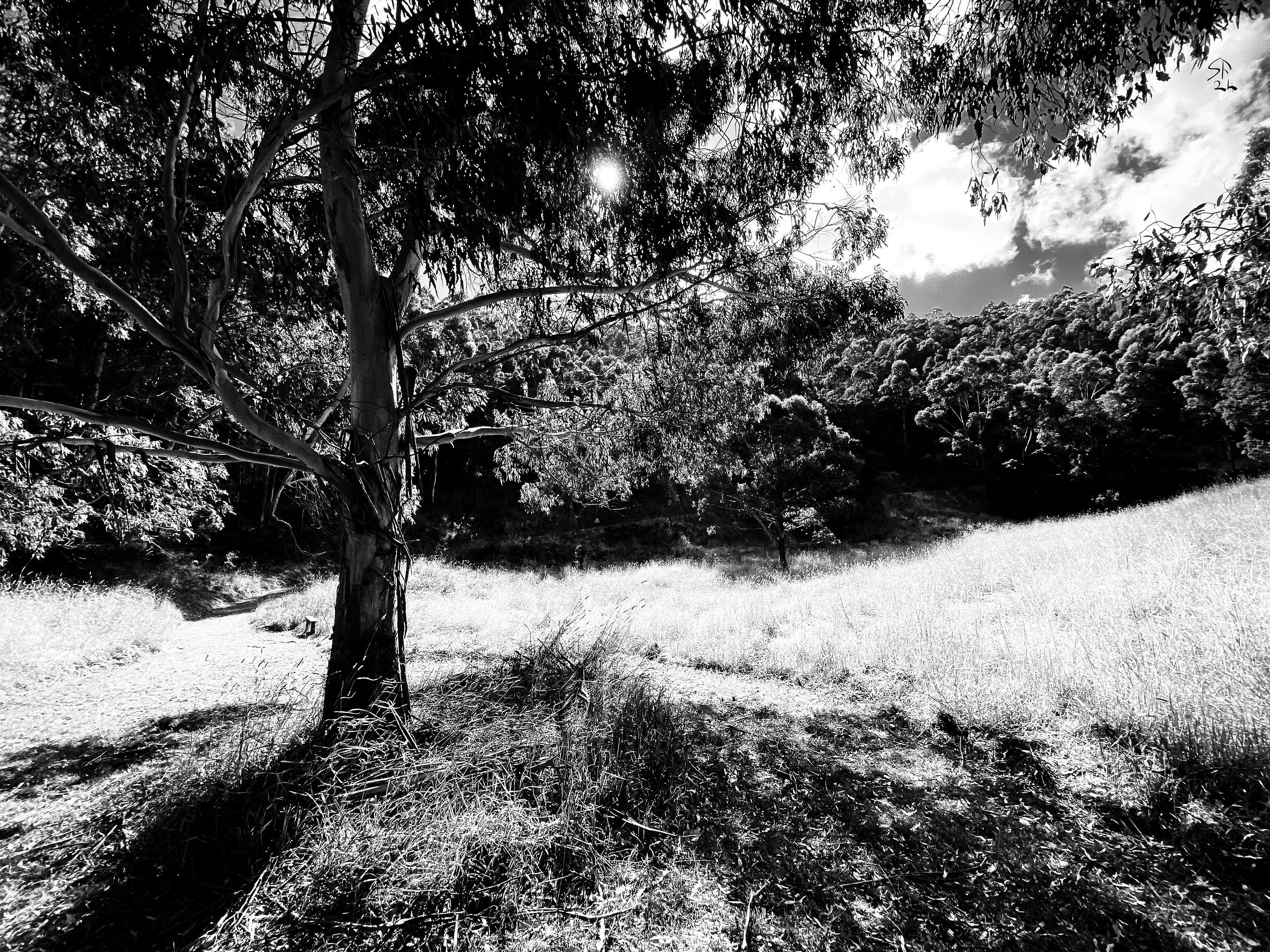 Stark light and shade in a grassy hollow amidst eucalypt woodland