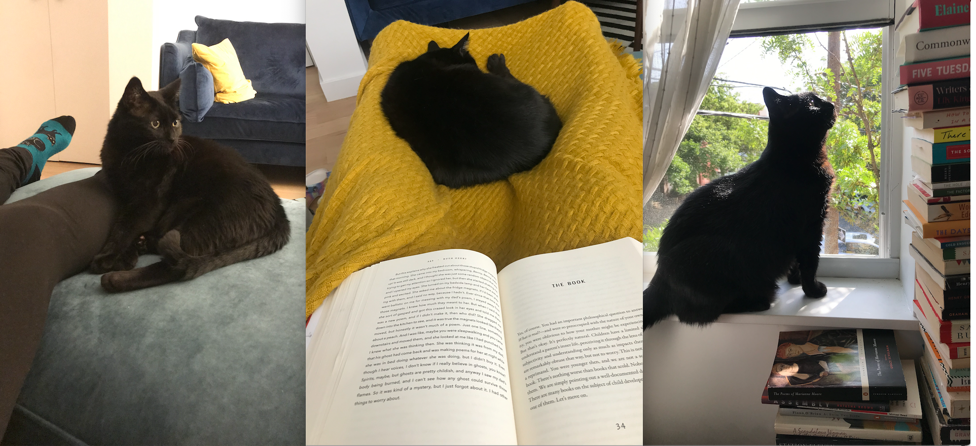 Three pictures of the cutest black cat who ever lived. In the first, he sits like a merman next to a person's leg. In the second he is curled up like an all ball at the feet of a person reading a book. In the third, he sits in a window next to a stack of books, with the sun shining down on his tiny little face.