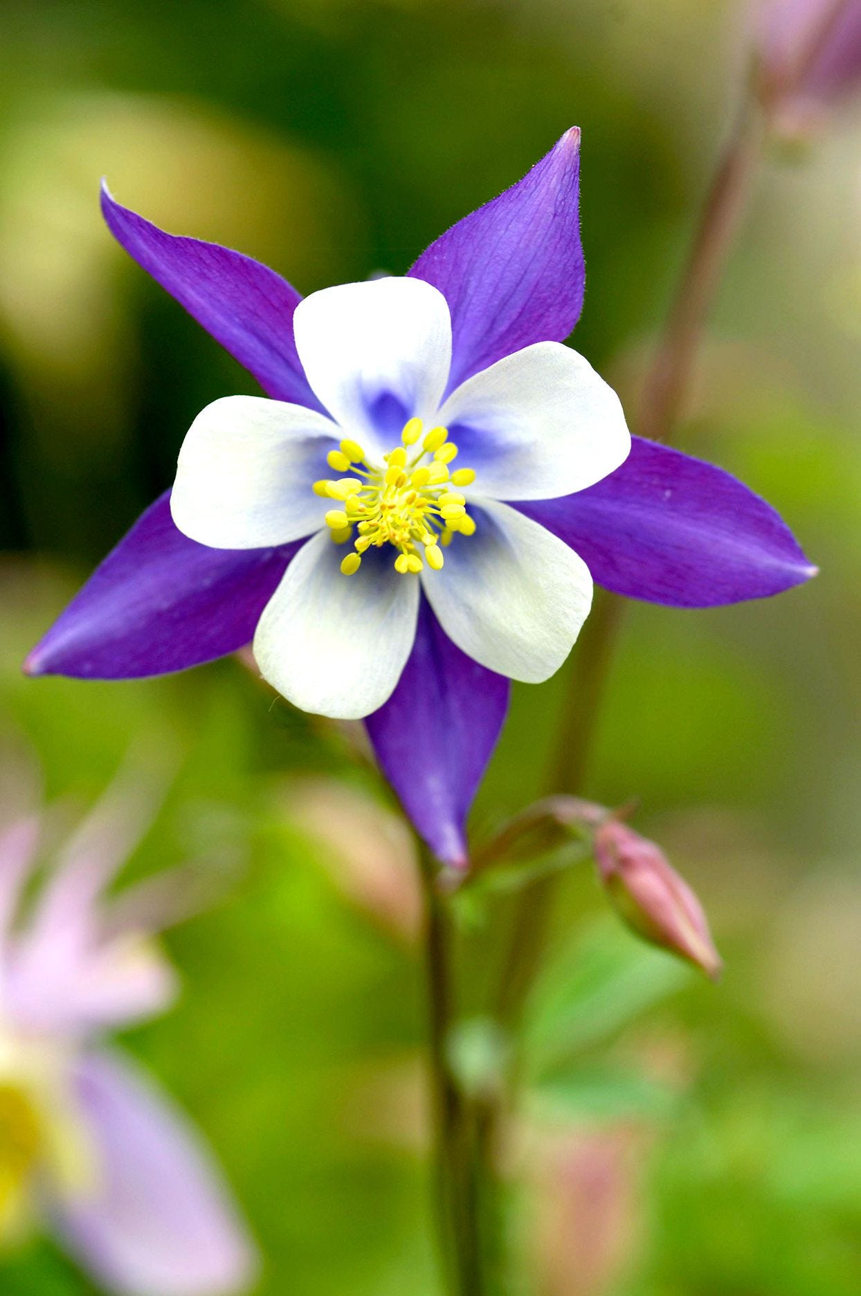 Grow Columbine Flowers for Colorful Spring blooms