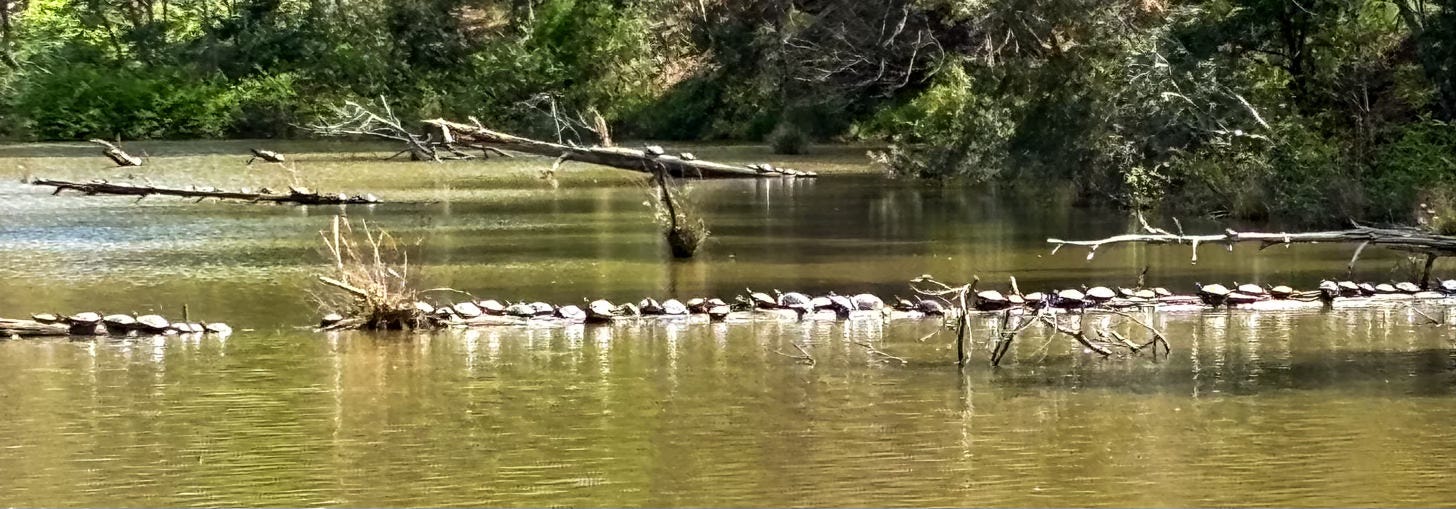 a line of turtles basking on a log in a green pond