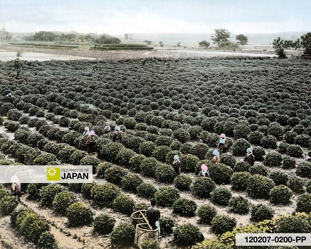 Albumen print by Matsusaburo Yokoyama of tea pickers at a tea plantation in Uji, Kyoto, ca. 1870s