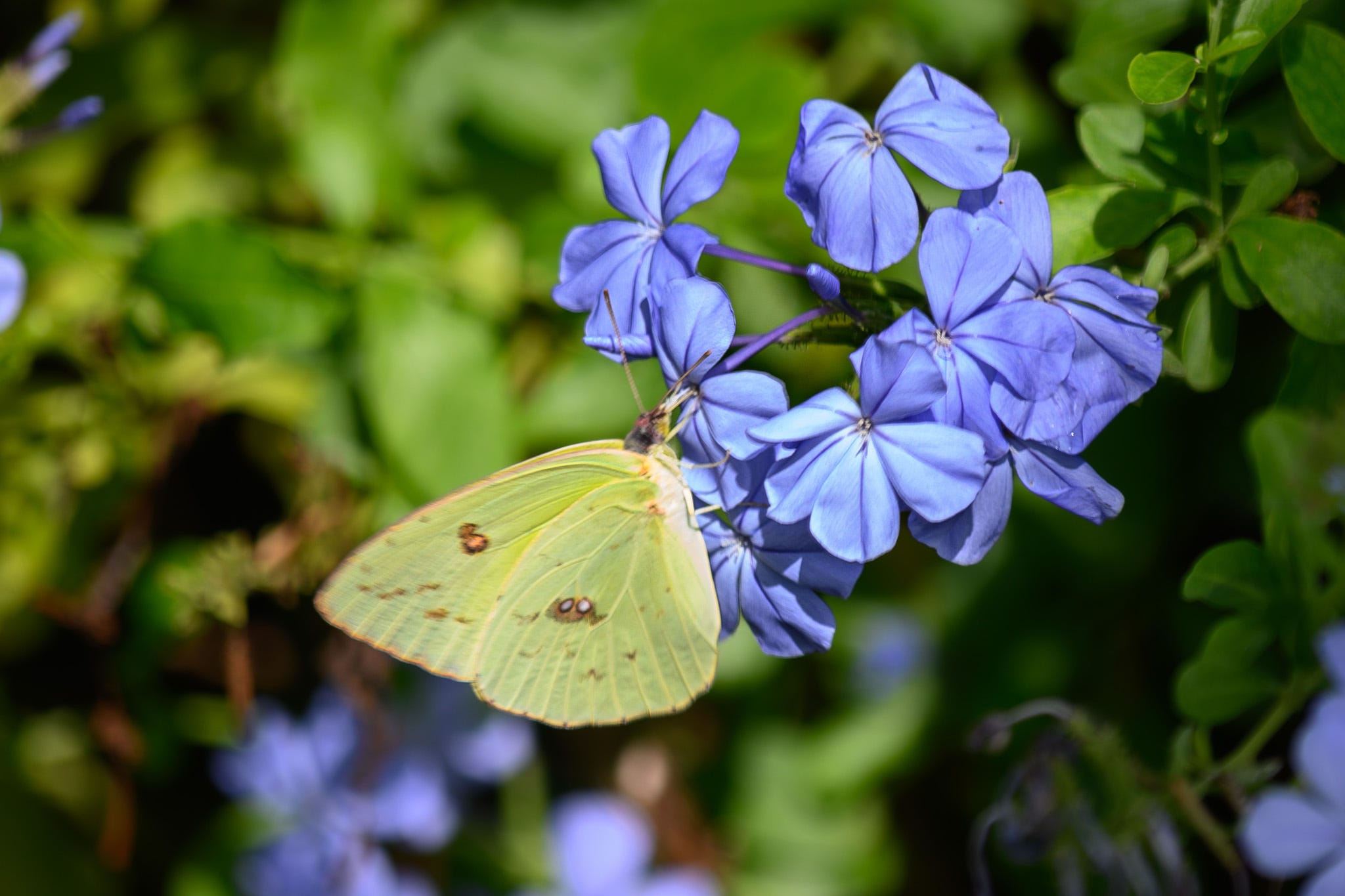 A yellow butterfly on blue plumbago blossoms with the green leaves blurred in the background