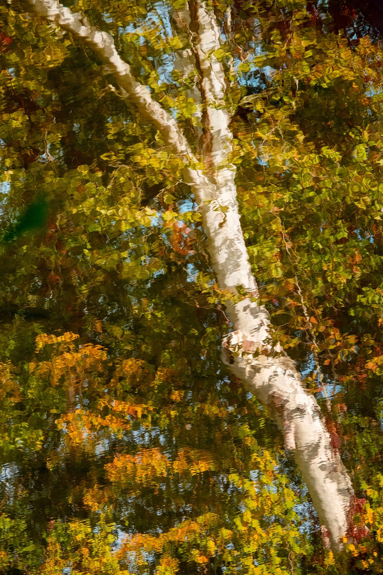 A tree with green leaves

Description automatically generated