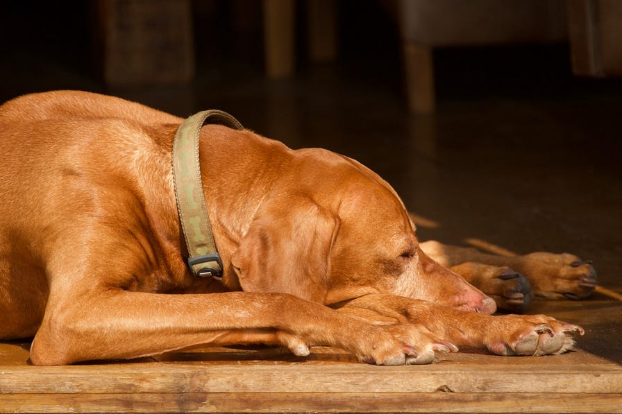 Let Sleeping Dogs Lie- Photo by Heather Wilde on Unsplash