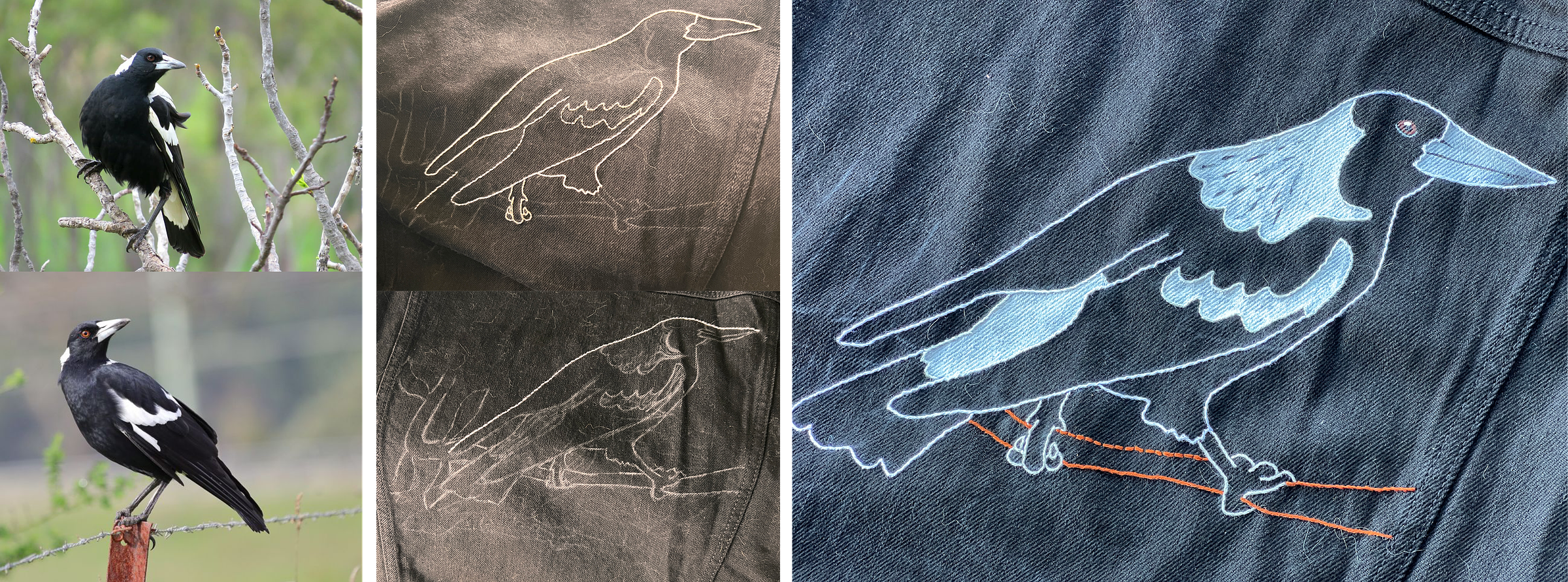 A set of five photos. The first two are photographs of Australian magpies in the wild. The second two show a sketch and embroidered outline of an Aussie magpie on a black denim surface (including a lot of cat hair!). The final and largest image shows a completed mixed-media embroidery and acrylic Australian magpie perched on a branch.