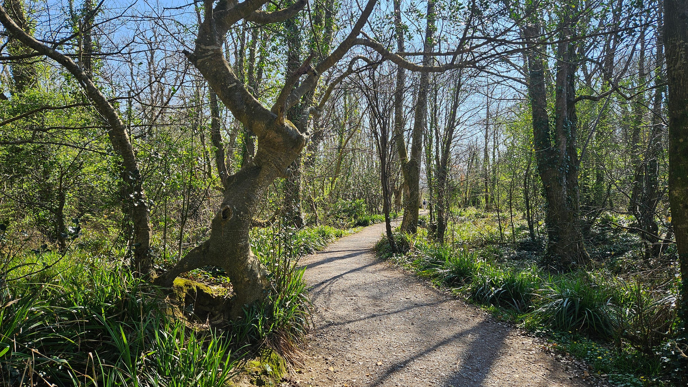 A lovely path through the woods in early April.