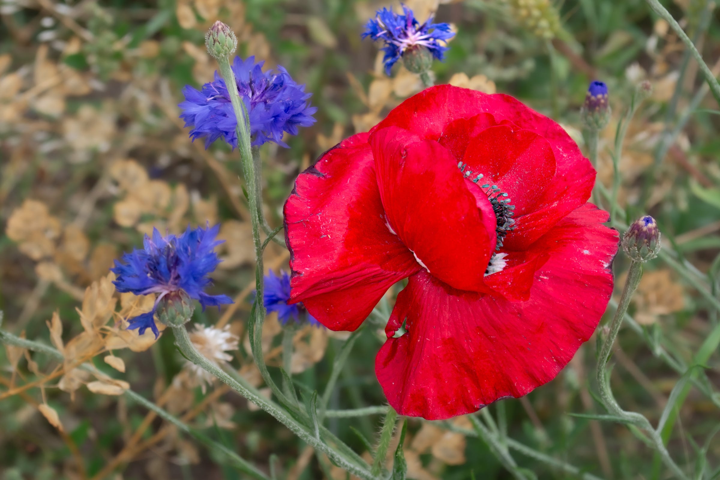 Red poppy in a field with small dark blue flowers behind it