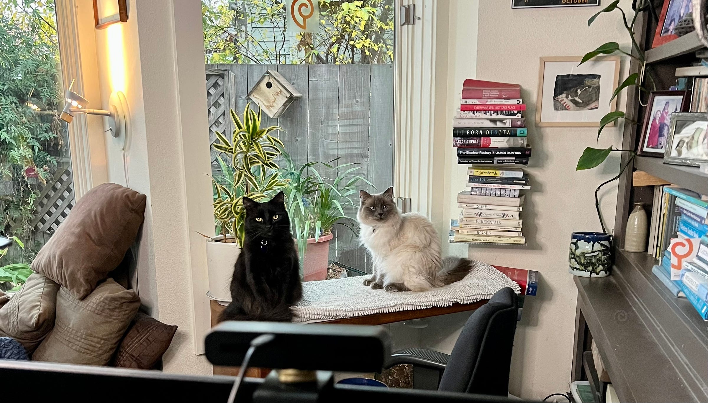 Two cats, one black, one Siamese-adjacent sitting on their designated spot at the office waiting to object to their next assignment.