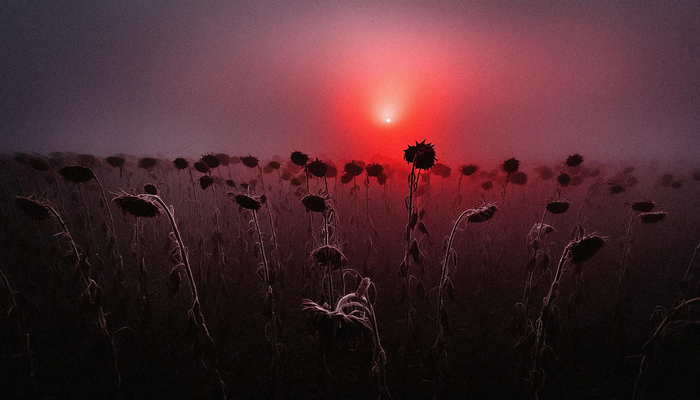 A field of dead sunflowers with a setting sun and red sky in the background.