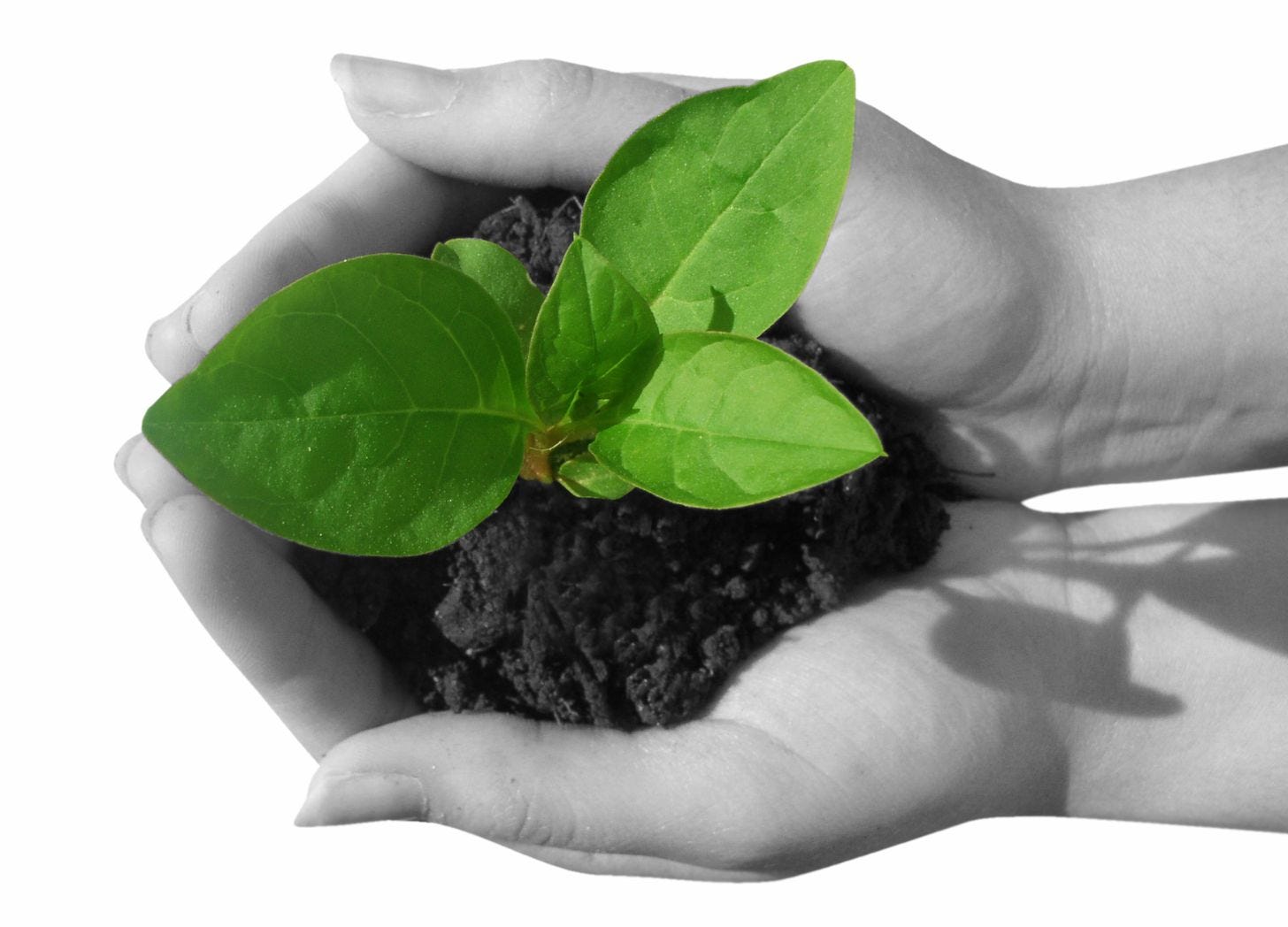 Two hands holding a new plant. Photo courtesy of appleuzr via Canva.