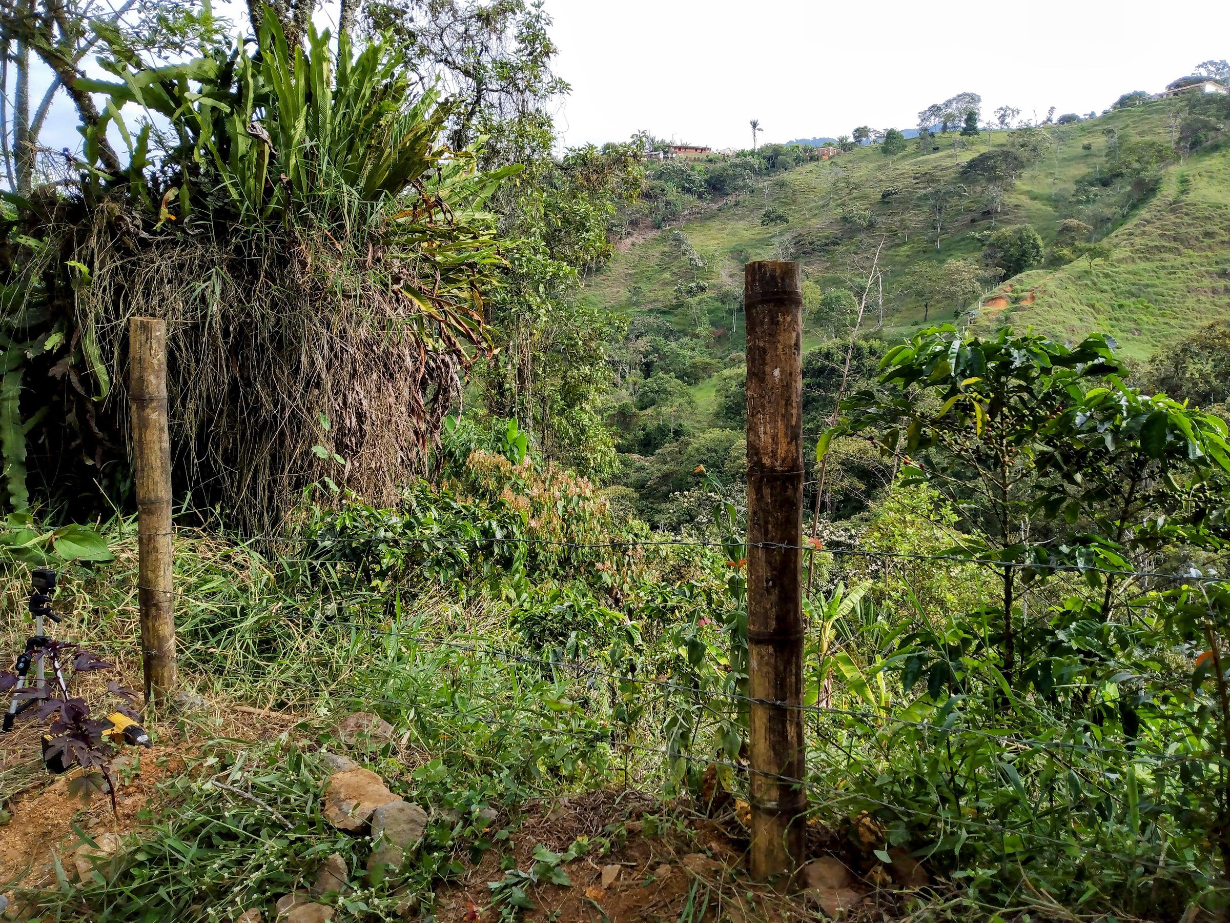 Homesteading Colombia