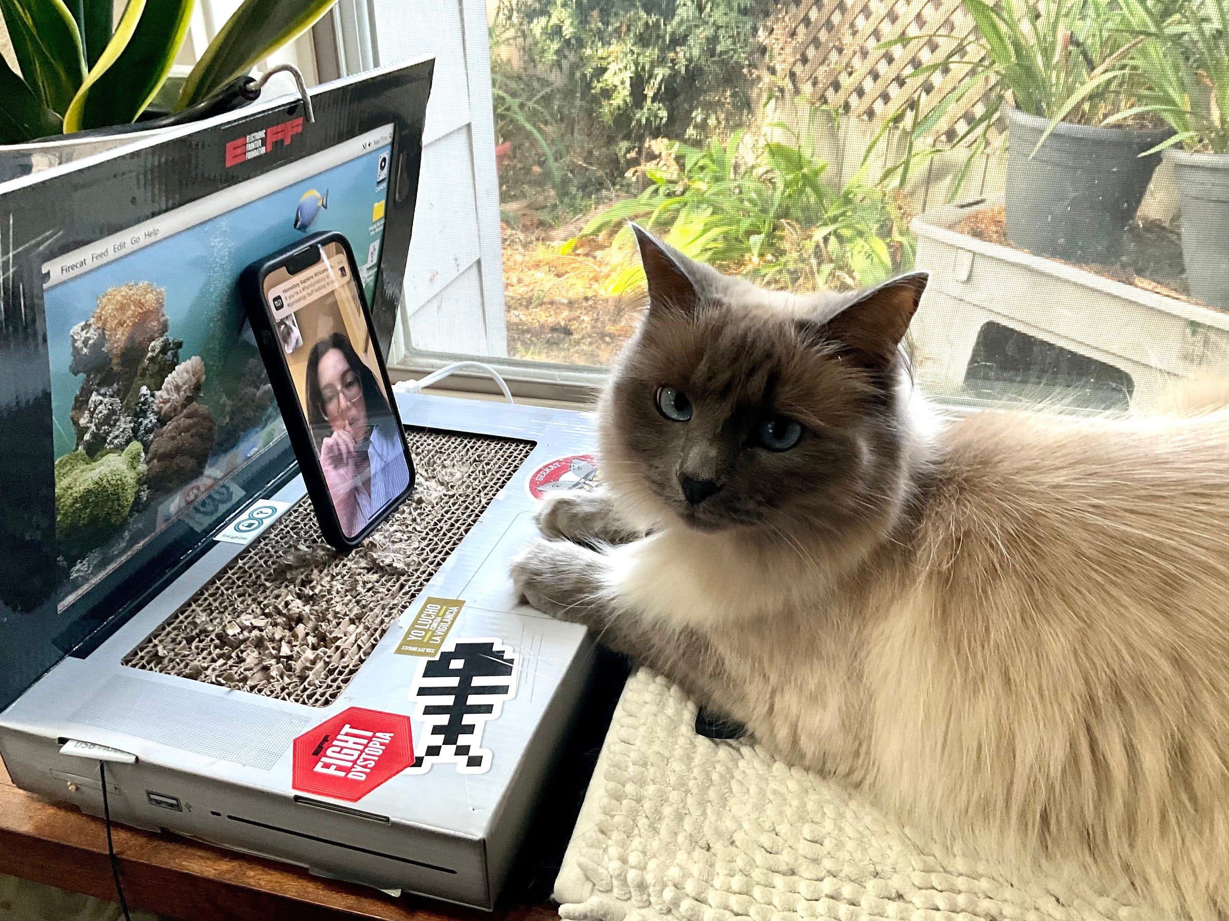 Siamese cat with her paws perched on a scratch-post laptop looks at an iPhone perched in front with live interaction underway.