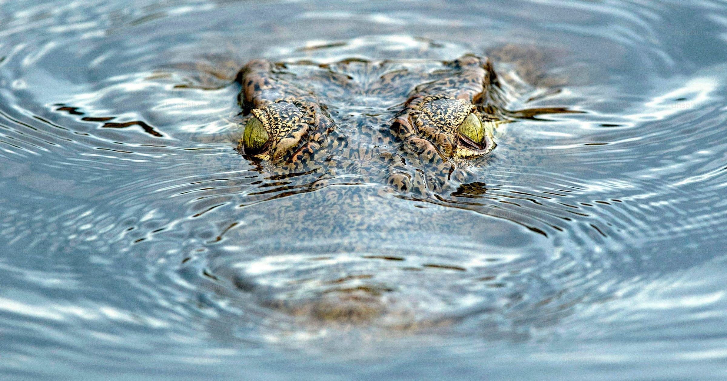 Yellow crocodile eyes