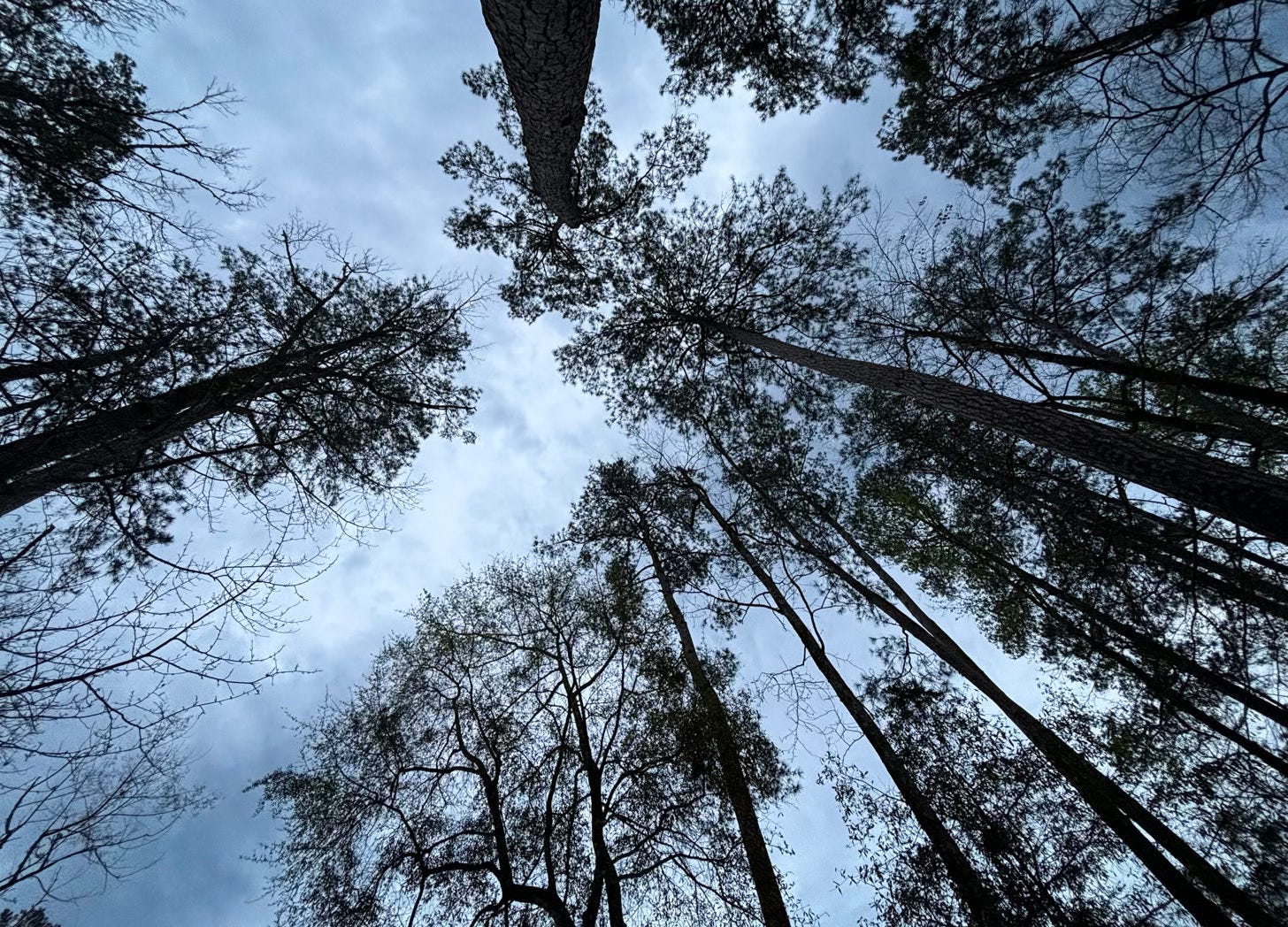 view of towering pine trees from below against a sky at dusk