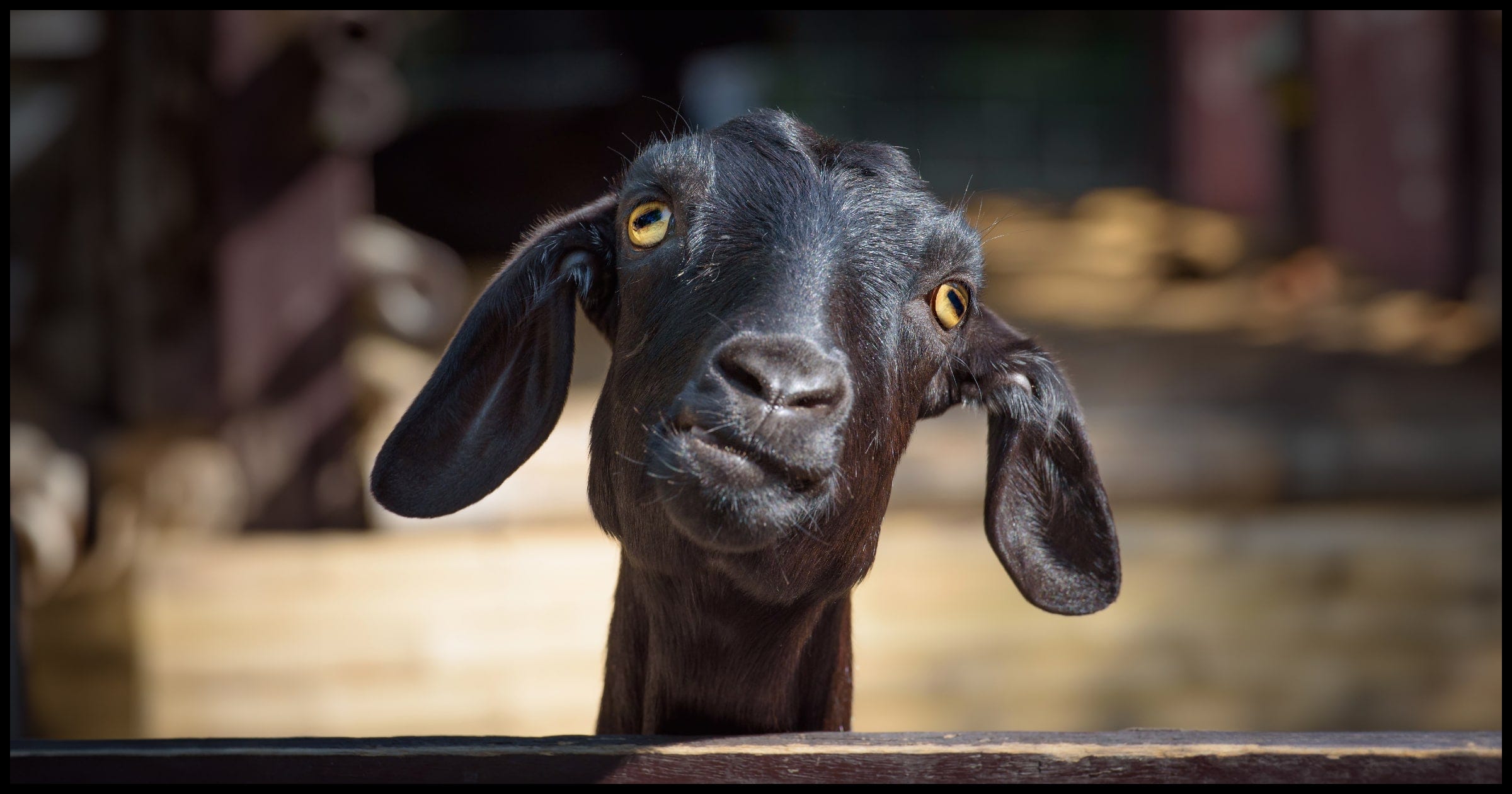 A goat looking weird.