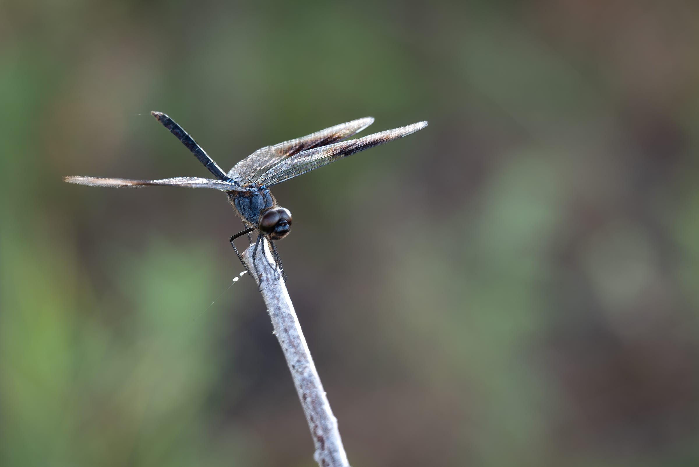 A dragonfly sis perched on a stick with the background blurred