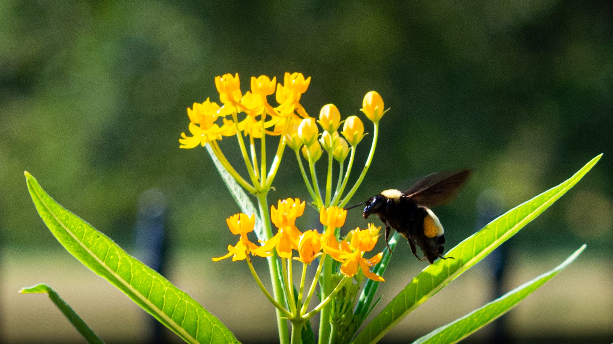 A bumble bee sucking nectar from a yellow Milkweed plant against a blurred background 