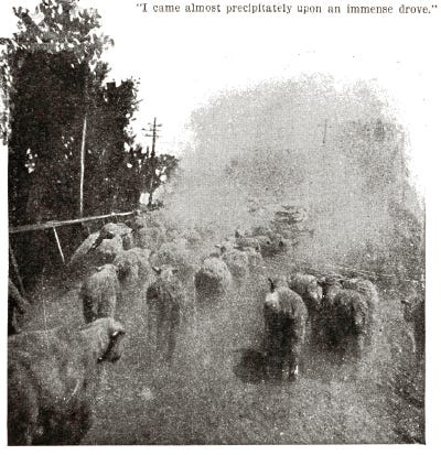 Old, grainy black and white photo of a herd of sheep moving away from the camera on a narrow dirt road. Photo is presumably taken by George A. Wyman from the vantage point of his motorcycle. The sheep are all around him and they appear to be kicking up a cloud of dust. To the left is a simple rail fence, some trees, and some telephone poles.