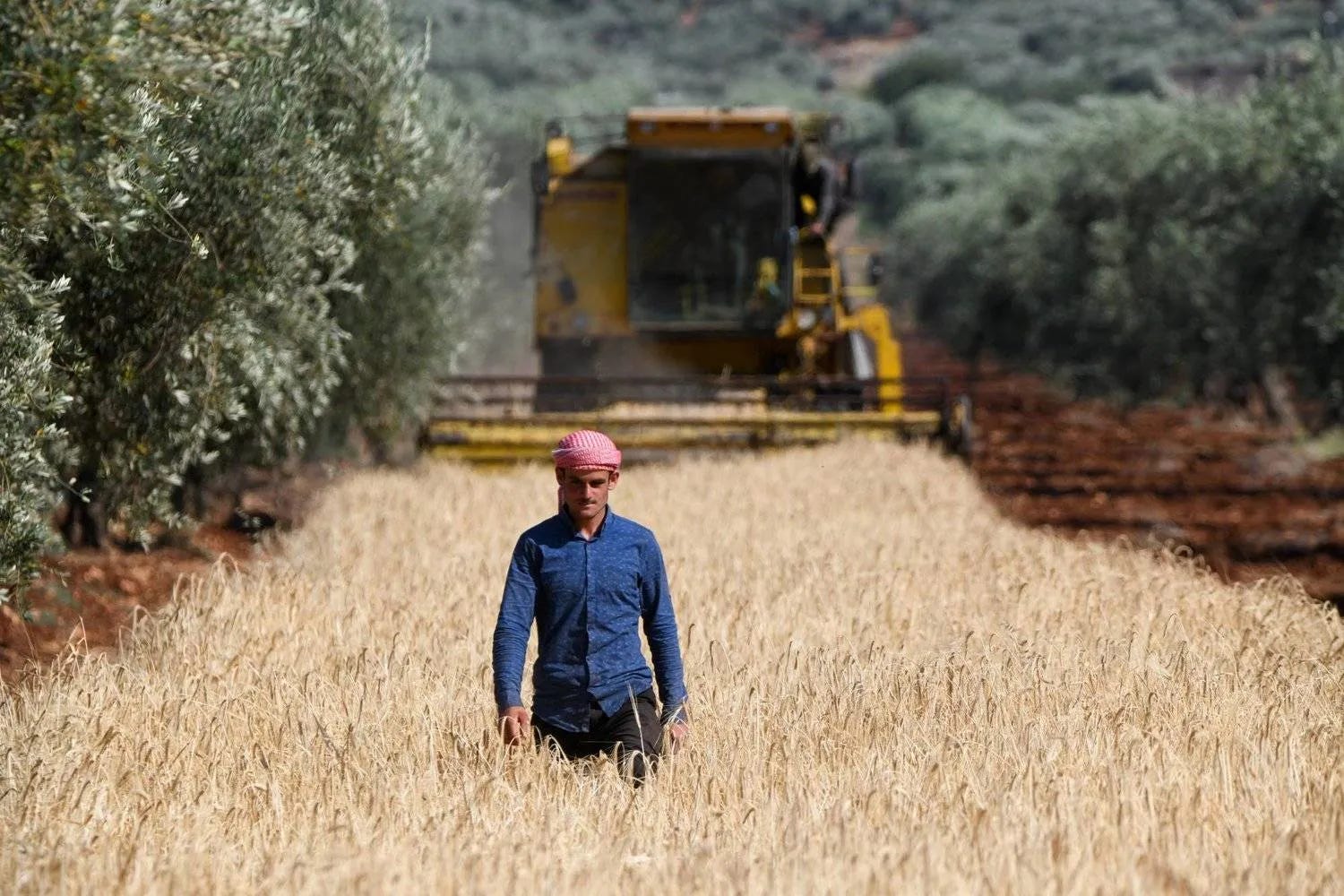Wheat Fields Promise Abundant Harvest in NE Syria
