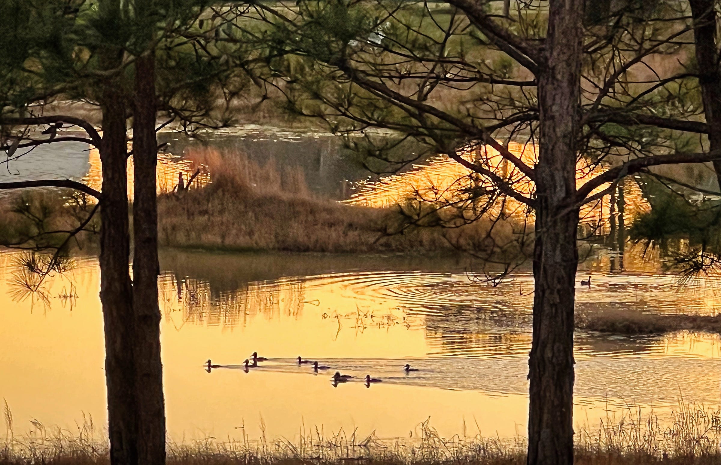 Golden light from the setting sun is reflected in the lake;ducks swimming toward the right are framed by the trunks of two pine trees