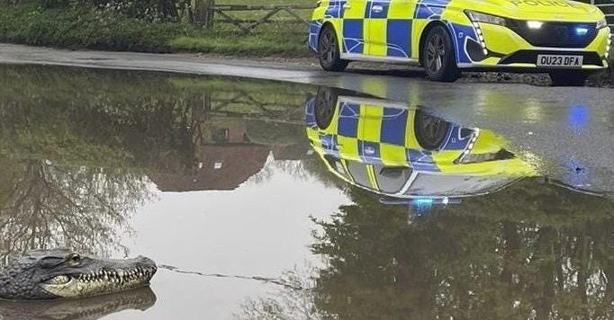Police called to reports of ‘crocodile’ on loose in village