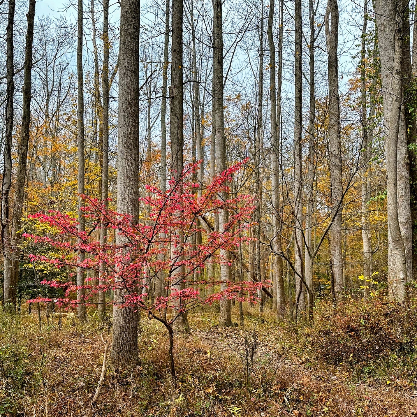 A tree with red leaves in a forest

Description automatically generated