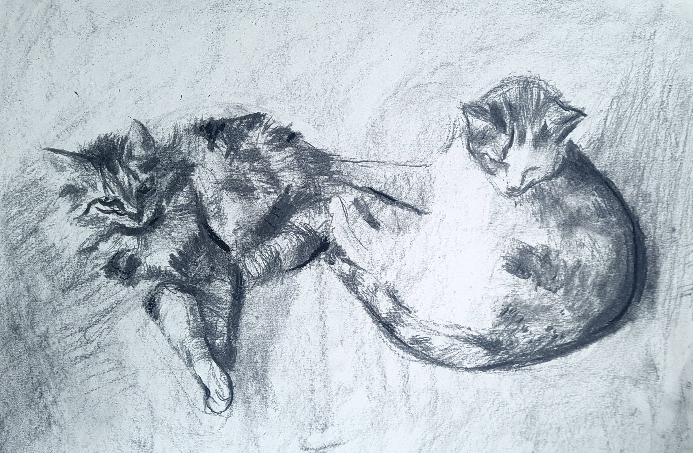 Charcoal drawing of two cats on white cartridge paper by Julia Laing, 2025.