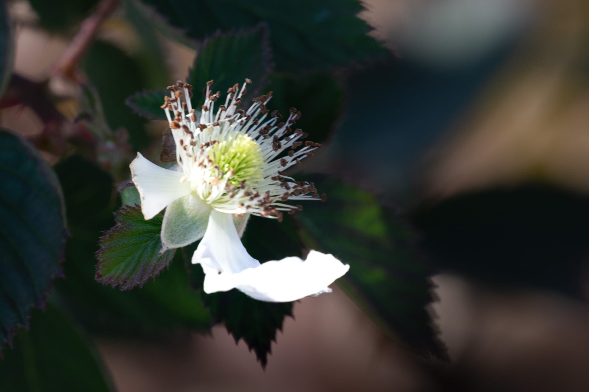 A single blackberry bloom: white petal, light yellow center and white spiky stamens with brown tips