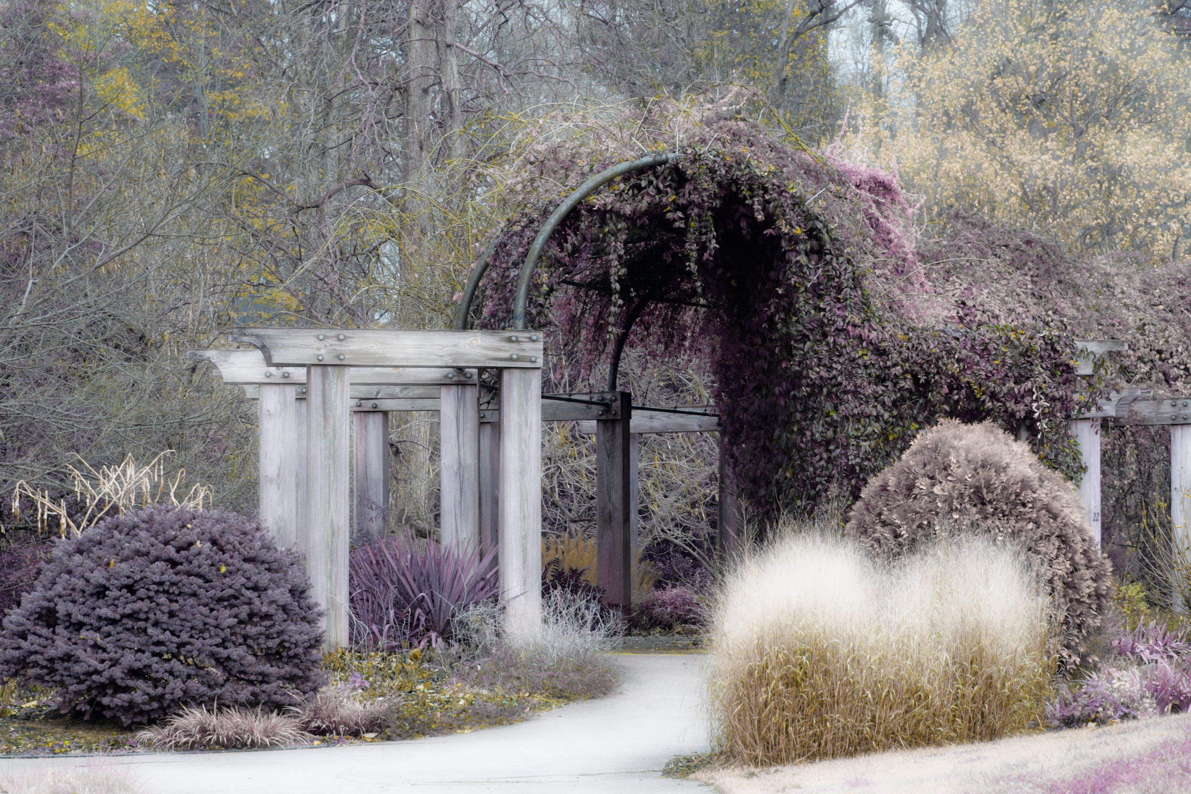 Color Infrared of Greensboro Arboretum