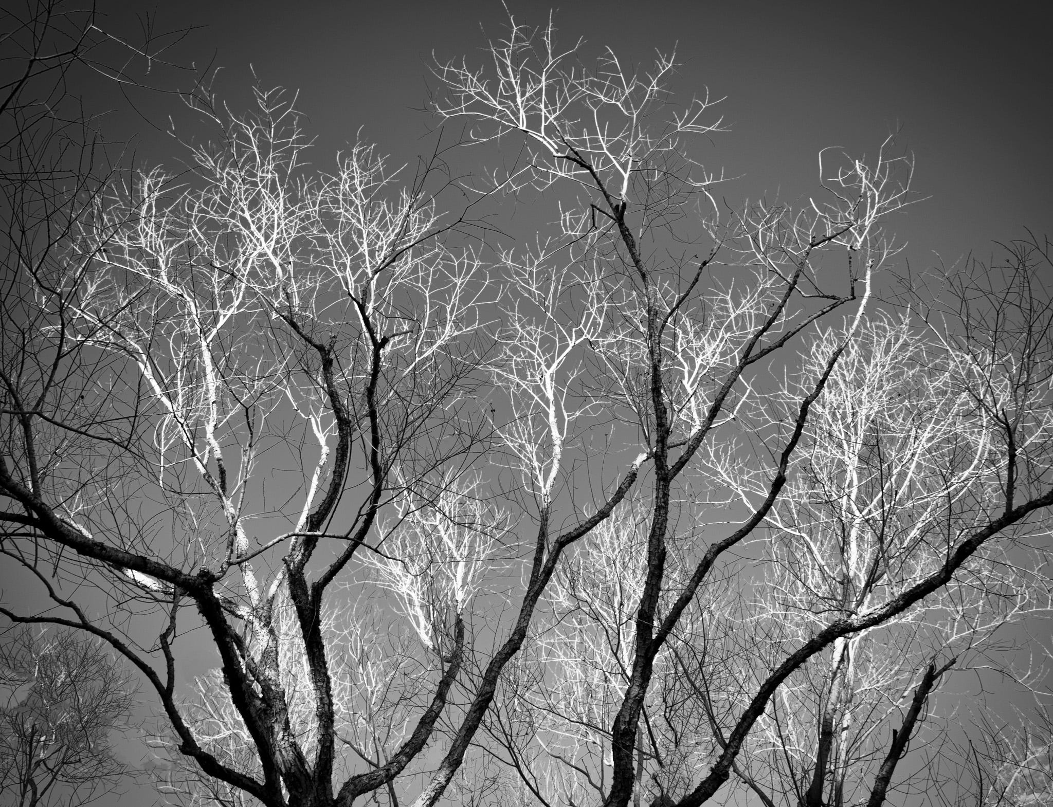 Black and white photo of the sunlight shining through the bare limbs of a tree