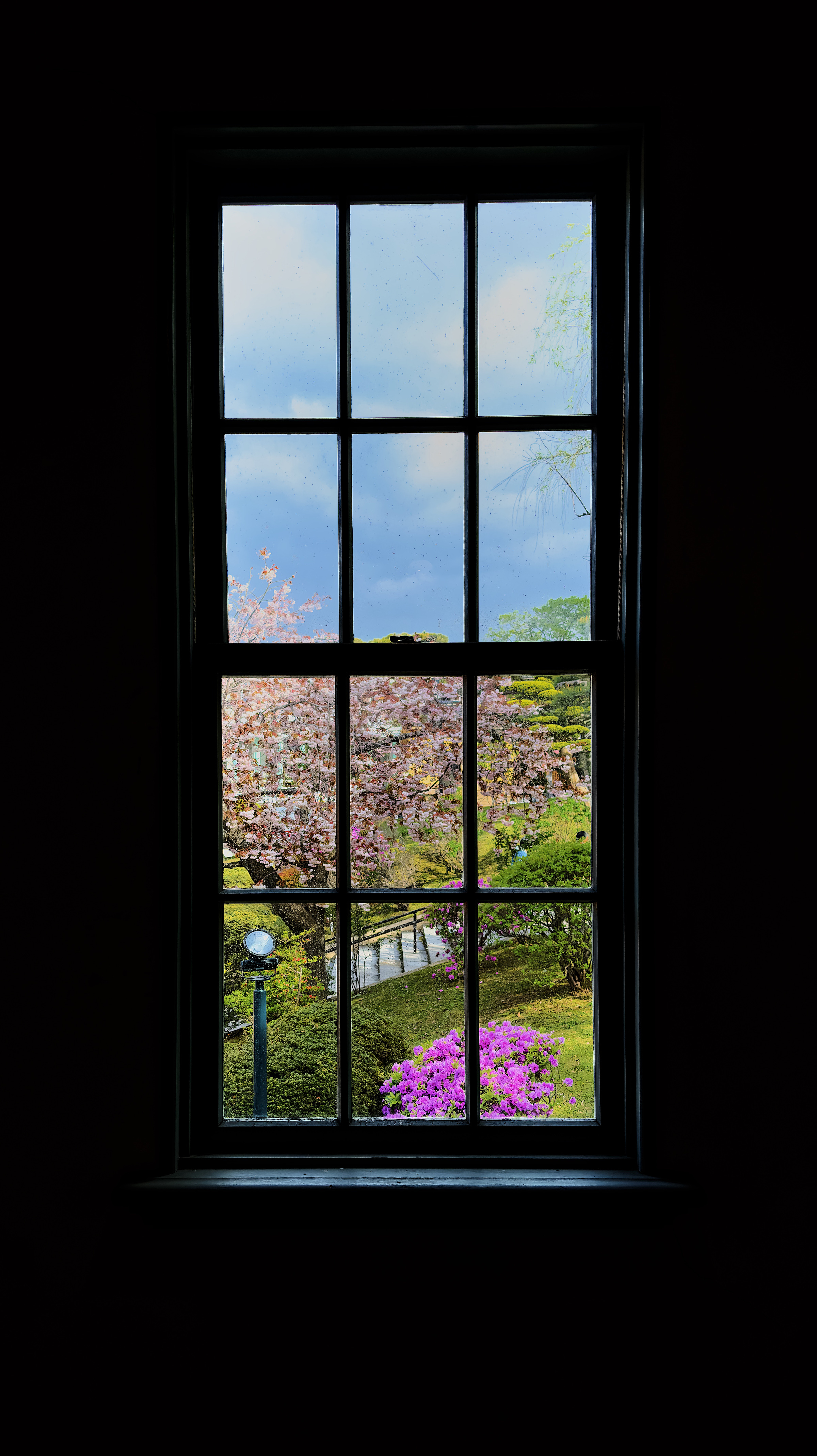 Cherry Blossoms through a window